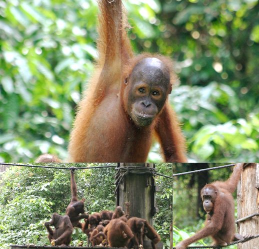 セピロックオラウータン保護区